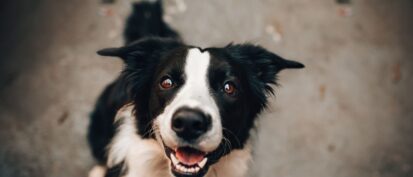 Border Collie dog