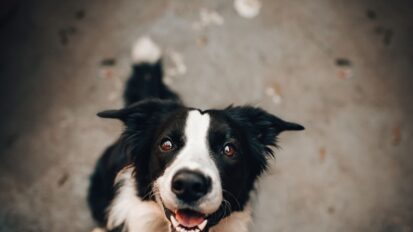 Border Collie dog