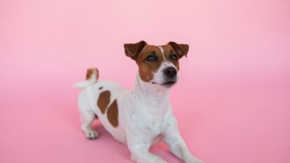 Jack Russell dog