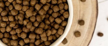 Best natural dog food