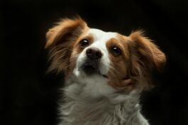Small dog, black background