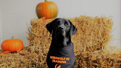 Black Labrador sat in front of a Halloween display, some straw bales with orange pumpkins.