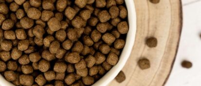 Kibble dog food