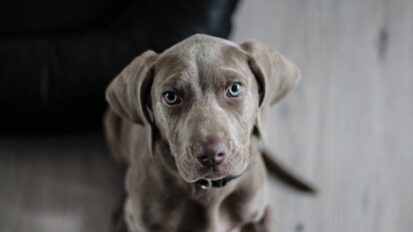 Weimaraner puppy