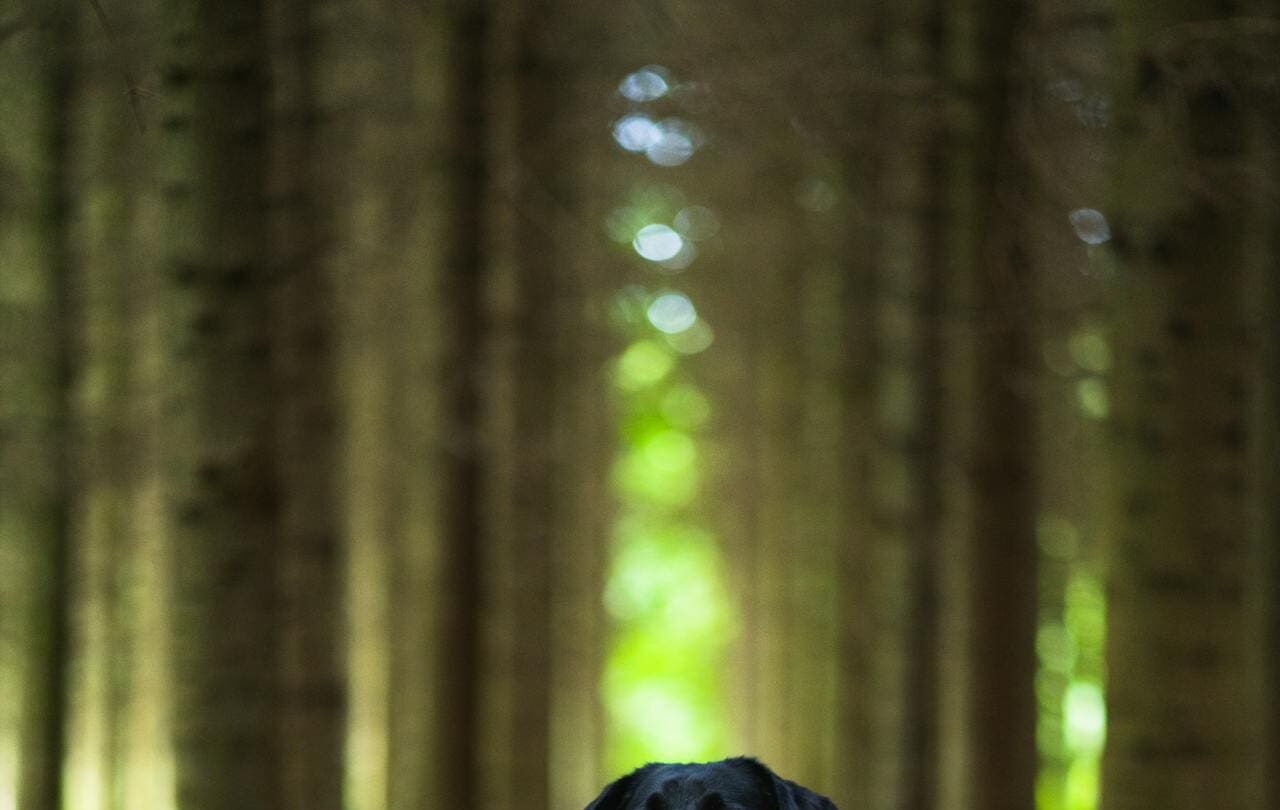 Black dog sat in woodland