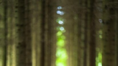 Black dog sat in woodland