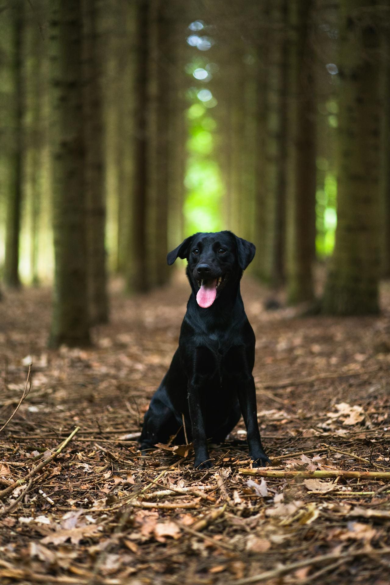 Picture of World Hearing Day: Protecting your dogs hearing health - The Natural ...