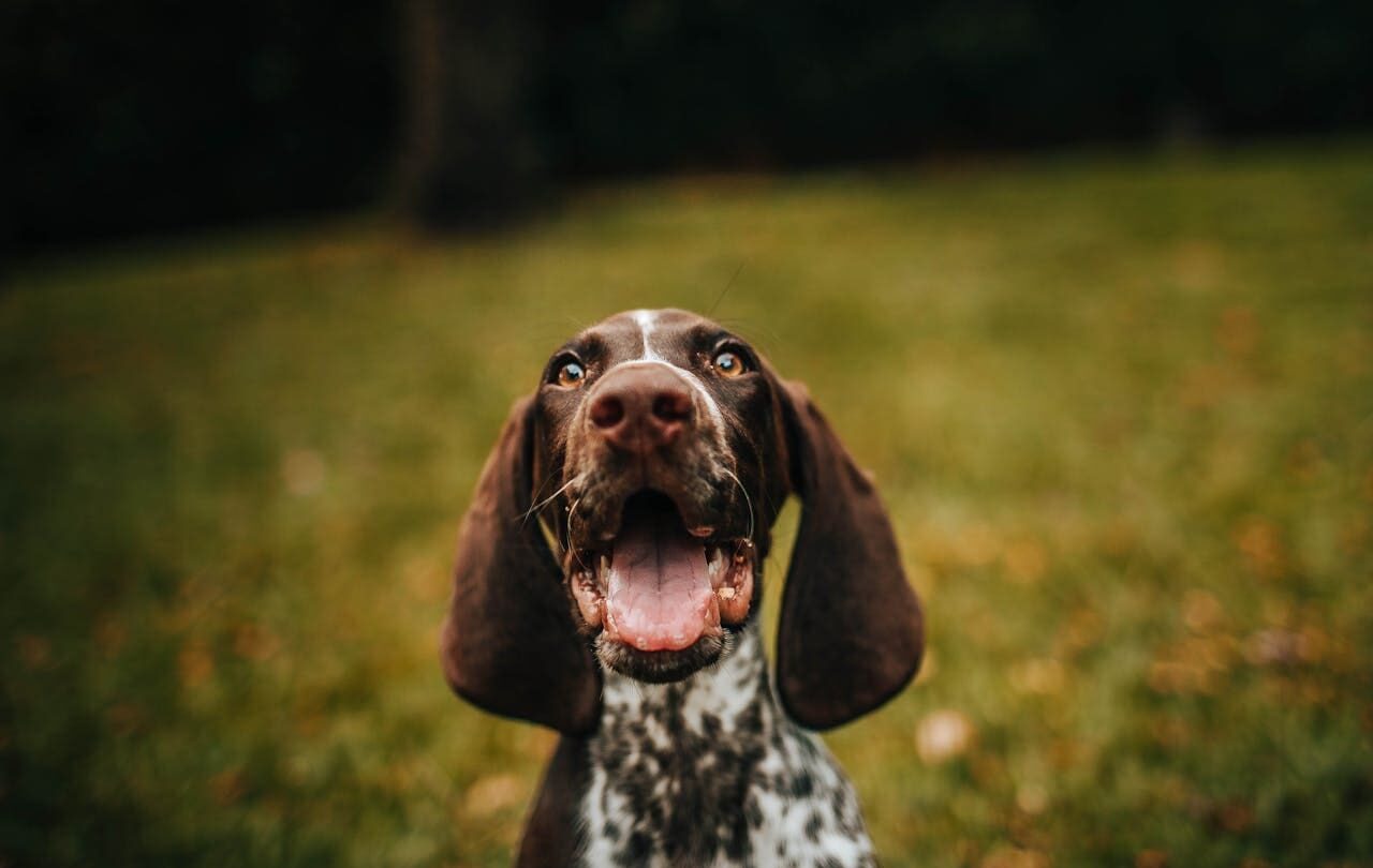Happy dog in a field
