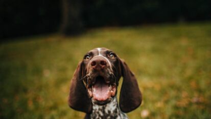 Happy dog in a field