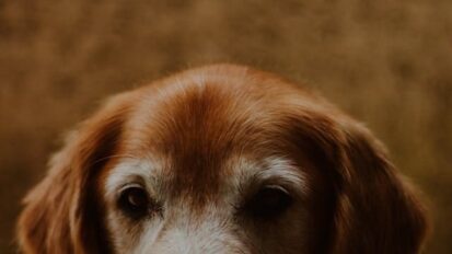 Senior golden retriever