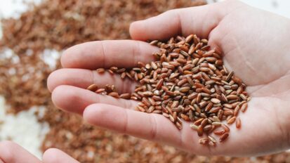 Hands holding dried rice