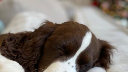 Dog sleeping