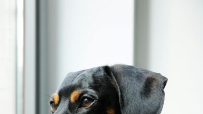 Black and tan Dachshund looking out of a window