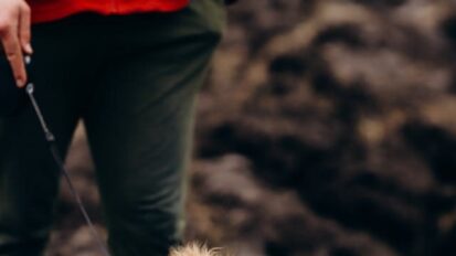 Brown cocker spaniel on a walk with it's owner