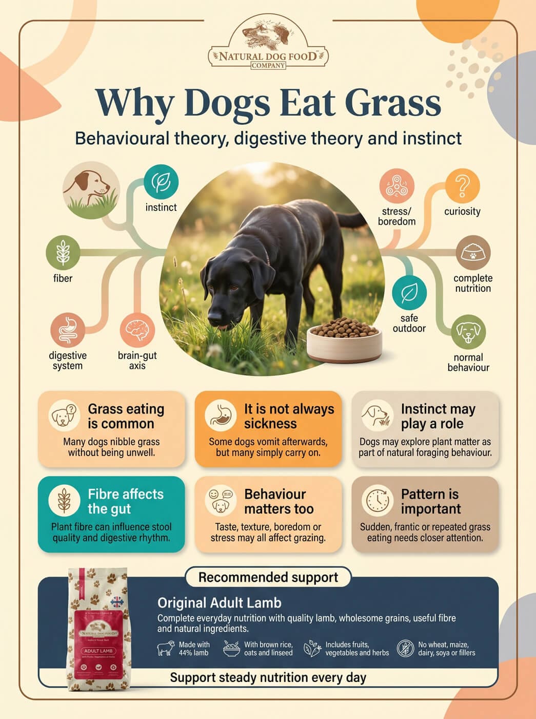 Why do dogs eat grass? Behavioural theory, digestive theory and ...