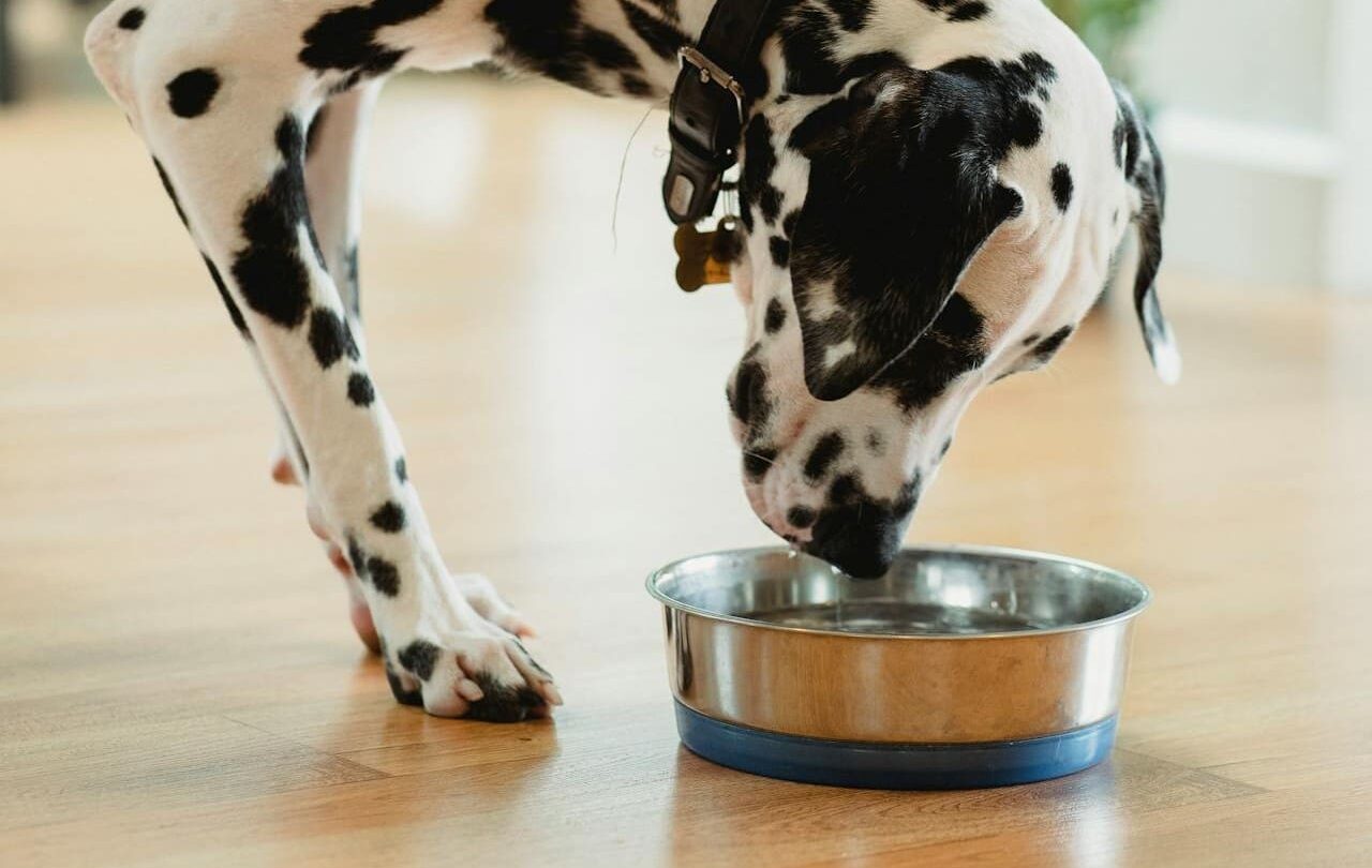 Dalmatian keeping hydrated by drinking water from a metal bowl