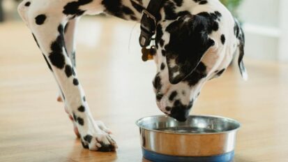 Dalmatian keeping hydrated by drinking water from a metal bowl
