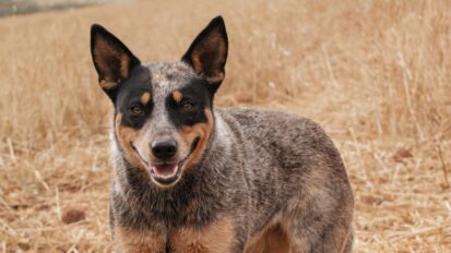 Australian cattle dog standing in a empty field
