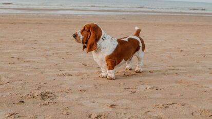 Basset hound walking on a sandy beach