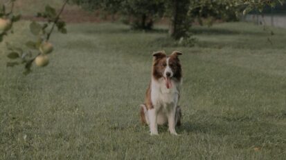 Brown and white dog sitting in an apple orchard.