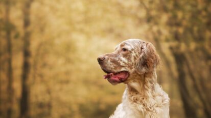 English Setter amongst autumn trees