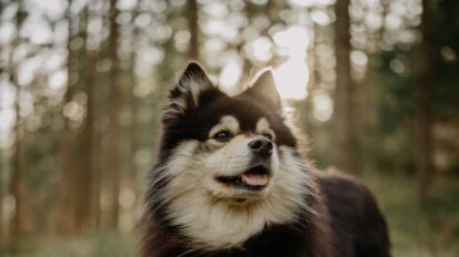 Finnish Lapphund dog standing in a woodland setting.